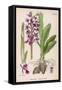 Early Purple Orchid-null-Framed Stretched Canvas