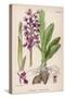 Early Purple Orchid-null-Stretched Canvas