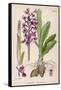 Early Purple Orchid-null-Framed Stretched Canvas