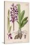 Early Purple Orchid-null-Stretched Canvas