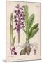 Early Purple Orchid-null-Mounted Art Print