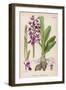 Early Purple Orchid-null-Framed Art Print