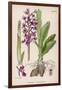 Early Purple Orchid-null-Framed Art Print