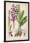 Early Purple Orchid-null-Framed Art Print