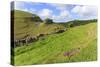 Early Purple Orchids (Orchis Mascula) and Peter's Rock, Cressbrook Dale Nature Reserve in May-Eleanor Scriven-Stretched Canvas