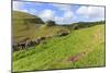 Early Purple Orchids (Orchis Mascula) and Peter's Rock, Cressbrook Dale Nature Reserve in May-Eleanor Scriven-Mounted Photographic Print