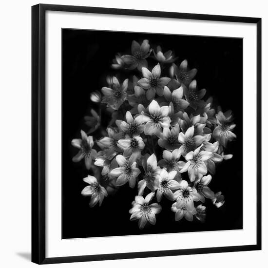 Early Sensation-Yvette Depaepe-Framed Giclee Print