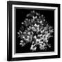 Early Sensation-Yvette Depaepe-Framed Giclee Print