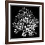 Early Sensation-Yvette Depaepe-Framed Giclee Print