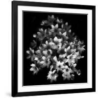 Early Sensation-Yvette Depaepe-Framed Giclee Print