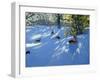 Early Snow, Darley Park, Derby-Andrew Macara-Framed Giclee Print