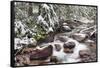 Early Snow in Avalanche Creek, Glacier National Park, Montana, USA-Chuck Haney-Framed Stretched Canvas