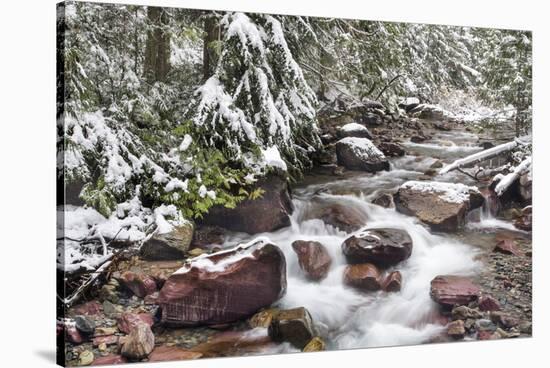 Early Snow in Avalanche Creek, Glacier National Park, Montana, USA-Chuck Haney-Stretched Canvas