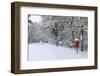 Early Snow on Country Road and Red Postbox, Black Heath, Surrey, UK, 2010-Mark Taylor-Framed Photographic Print