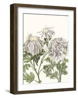 Early Spring Chrysanthemums I-Naomi McCavitt-Framed Art Print