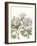 Early Spring Chrysanthemums I-Naomi McCavitt-Framed Art Print