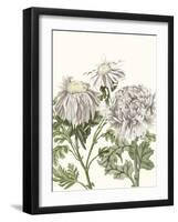 Early Spring Chrysanthemums I-Naomi McCavitt-Framed Art Print