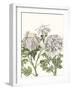 Early Spring Chrysanthemums I-Naomi McCavitt-Framed Art Print