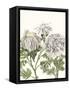 Early Spring Chrysanthemums I-Naomi McCavitt-Framed Stretched Canvas