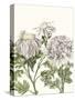 Early Spring Chrysanthemums I-Naomi McCavitt-Stretched Canvas