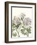 Early Spring Chrysanthemums I-Naomi McCavitt-Framed Art Print