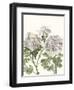 Early Spring Chrysanthemums I-Naomi McCavitt-Framed Art Print