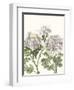 Early Spring Chrysanthemums I-Naomi McCavitt-Framed Art Print