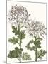 Early Spring Chrysanthemums II-Naomi McCavitt-Mounted Art Print