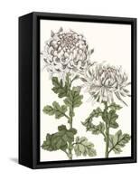 Early Spring Chrysanthemums II-Naomi McCavitt-Framed Stretched Canvas