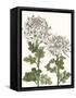 Early Spring Chrysanthemums II-Naomi McCavitt-Framed Stretched Canvas