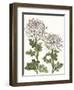 Early Spring Chrysanthemums II-Naomi McCavitt-Framed Art Print