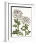 Early Spring Chrysanthemums II-Naomi McCavitt-Framed Art Print