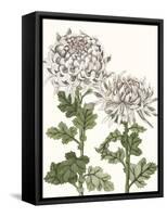 Early Spring Chrysanthemums II-Naomi McCavitt-Framed Stretched Canvas