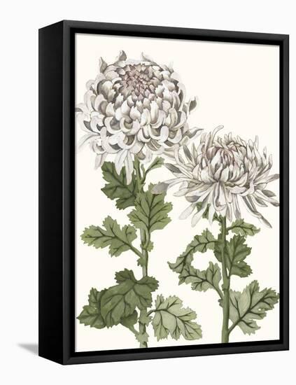 Early Spring Chrysanthemums II-Naomi McCavitt-Framed Stretched Canvas