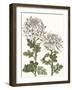 Early Spring Chrysanthemums II-Naomi McCavitt-Framed Art Print