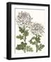 Early Spring Chrysanthemums II-Naomi McCavitt-Framed Art Print