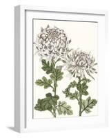 Early Spring Chrysanthemums II-Naomi McCavitt-Framed Art Print