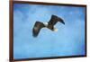 Early Spring Flight Bald Eagle-Jai Johnson-Framed Giclee Print