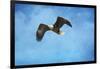 Early Spring Flight Bald Eagle-Jai Johnson-Framed Giclee Print