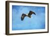 Early Spring Flight Bald Eagle-Jai Johnson-Framed Premium Giclee Print