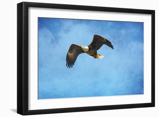 Early Spring Flight Bald Eagle-Jai Johnson-Framed Premium Giclee Print