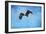 Early Spring Flight Bald Eagle-Jai Johnson-Framed Premium Giclee Print