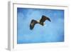 Early Spring Flight Bald Eagle-Jai Johnson-Framed Premium Giclee Print