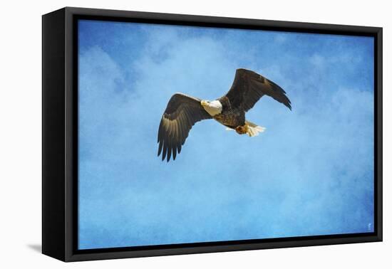 Early Spring Flight Bald Eagle-Jai Johnson-Framed Stretched Canvas