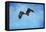 Early Spring Flight Bald Eagle-Jai Johnson-Framed Stretched Canvas