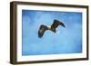 Early Spring Flight Bald Eagle-Jai Johnson-Framed Giclee Print