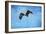 Early Spring Flight Bald Eagle-Jai Johnson-Framed Giclee Print