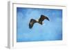 Early Spring Flight Bald Eagle-Jai Johnson-Framed Giclee Print