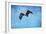 Early Spring Flight Bald Eagle-Jai Johnson-Framed Giclee Print