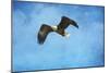 Early Spring Flight Bald Eagle-Jai Johnson-Mounted Giclee Print